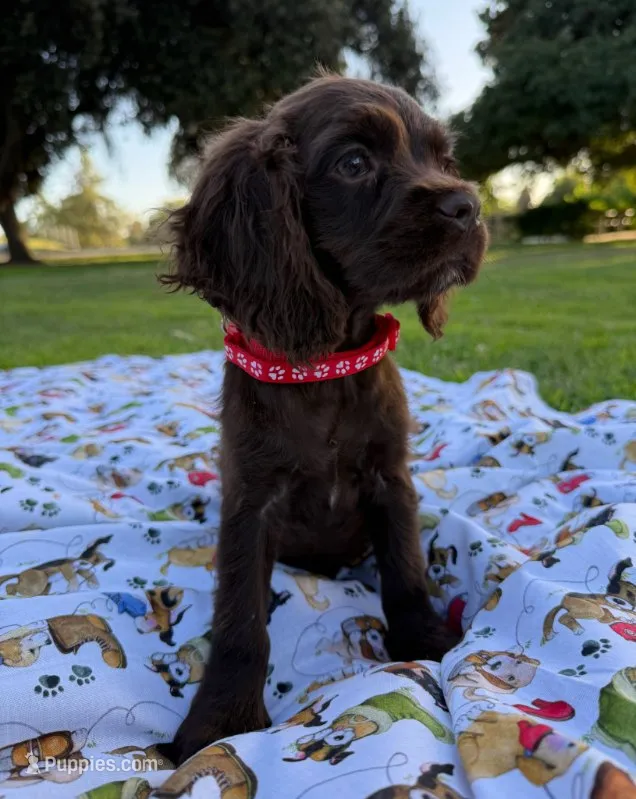 Charlie  – Cocker Spaniel puppy for sale in Bakersfield, CA
