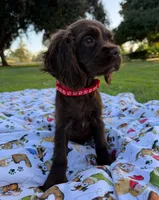 Charlie , a male Cocker Spaniel for sale in Bakersfield, CA – 2 of 6