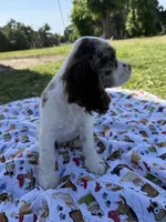 Rocky, a male Cocker Spaniel for sale in Bakersfield, CA – 1 of 1