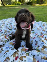Lady, a female Cocker Spaniel for sale in Bakersfield, CA – 4 of 8