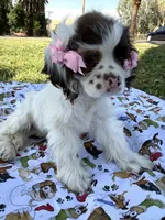 Skye, a female Cocker Spaniel for sale in Bakersfield, CA – 4 of 6