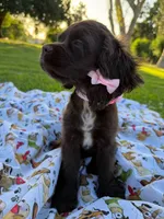 Lady, a female Cocker Spaniel for sale in Bakersfield, CA – 8 of 8
