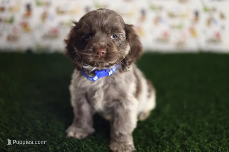 Bear – Cocker Spaniel puppy for sale in Bakersfield, CA