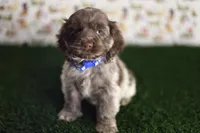 Bear, a male Cocker Spaniel for sale in Bakersfield, CA – 1 of 3