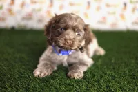 Bear, a male Cocker Spaniel for sale in Bakersfield, CA – 2 of 3