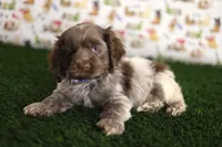 Bear, a male Cocker Spaniel for sale in Bakersfield, CA – 3 of 3
