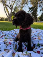 Charlie , a male Cocker Spaniel for sale in Bakersfield, CA – 3 of 6
