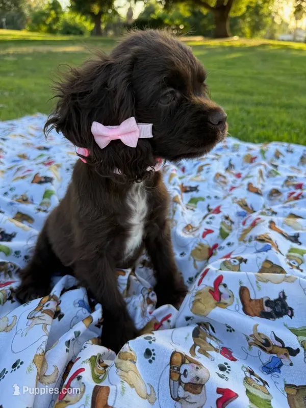 Lady – Cocker Spaniel puppy for sale in Bakersfield, CA