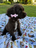 Lady, a female Cocker Spaniel for sale in Bakersfield, CA – 2 of 8
