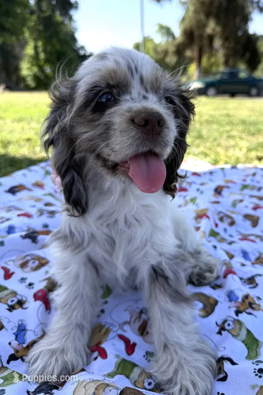 Abby – Cocker Spaniel puppy for sale in Bakersfield, CA
