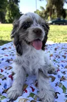 Abby, a female Cocker Spaniel for sale in Bakersfield, CA – 1 of 5