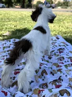 Skye, a female Cocker Spaniel for sale in Bakersfield, CA – 5 of 6