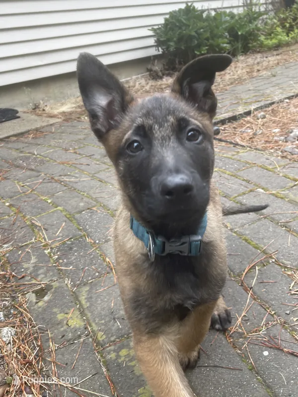 Jax – Belgian Malinois puppy for sale in Post Falls, ID