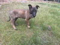 Jax, a male Belgian Malinois for sale in Post Falls, ID – 5 of 5