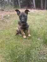 Jax, a male Belgian Malinois for sale in Post Falls, ID – 4 of 5