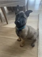 Jax, a male Belgian Malinois for sale in Post Falls, ID – 2 of 5