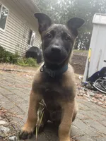 Jax, a male Belgian Malinois for sale in Post Falls, ID – 3 of 5