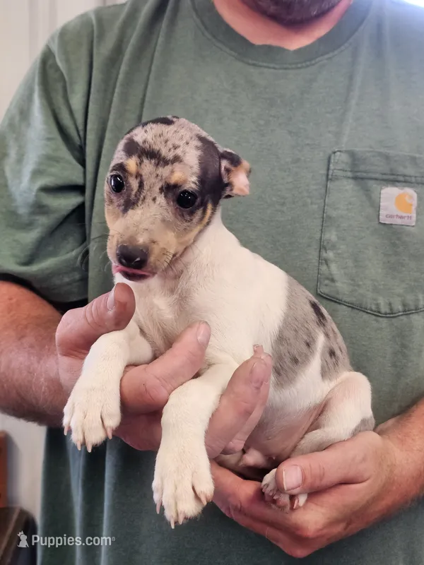 Clay – Rat Terrier puppy for sale in Glidden, IA