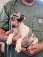Clay, a male Rat Terrier for sale in Glidden, IA – 1 of 1