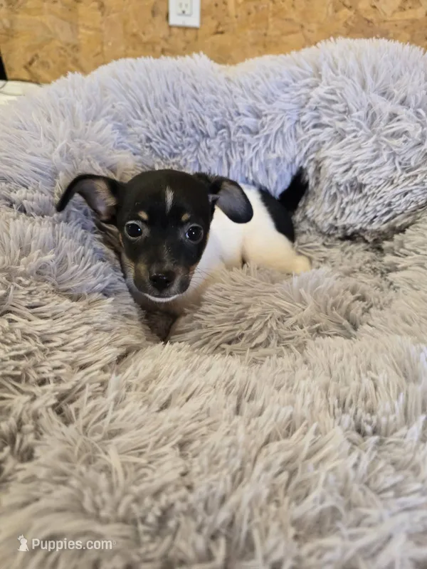 Liam – Rat Terrier puppy for sale in Glidden, IA