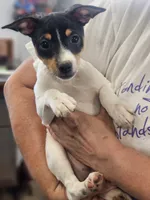 Cleo, a female Rat Terrier for sale in Glidden, IA – 2 of 2