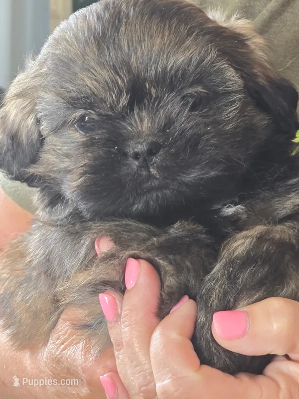Chubbs – Shih Tzu puppy for sale in Glidden, IA