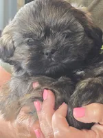 Chubbs, a male Shih Tzu for sale in Glidden, IA – 1 of 1
