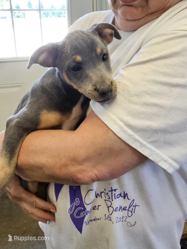 Champ – Rat Terrier puppy for sale in Glidden, IA