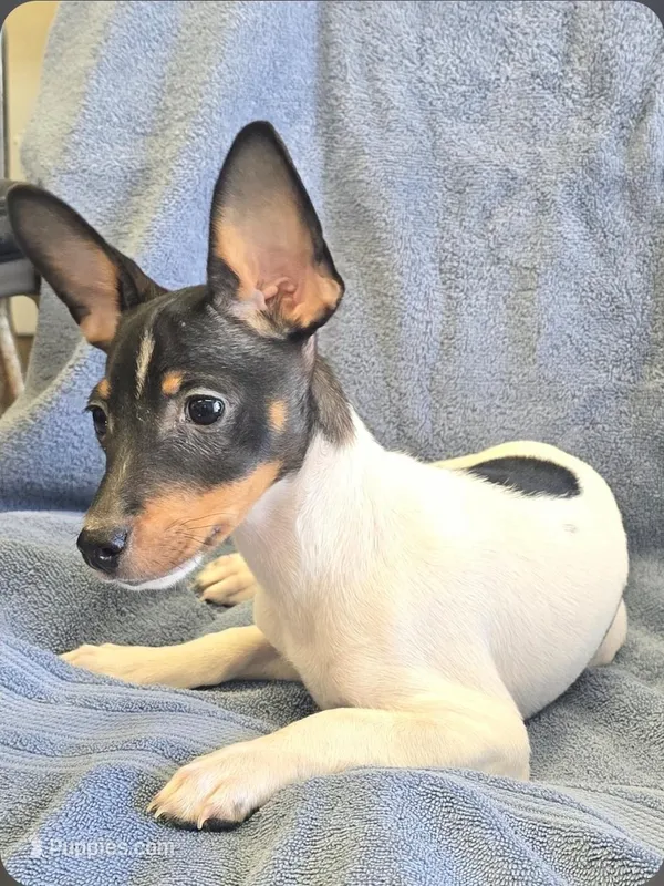 Tanner, a male Rat Terrier for sale in Glidden, IA – Photo 1 of 1