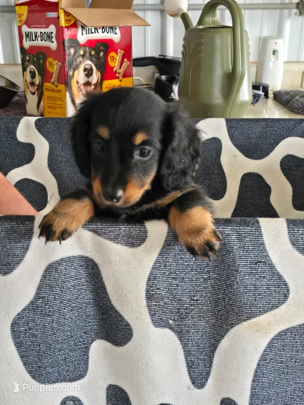 Kam – Dachshund puppy for sale in Glidden, IA
