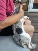 Clay, a male Rat Terrier for sale in Glidden, IA – 4 of 4