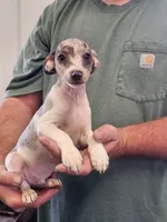 Coop, a male Rat Terrier for sale in Glidden, IA – 2 of 2