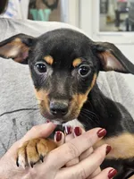 Tux, a male Rat Terrier for sale in Glidden, IA – Photo 2 of 2