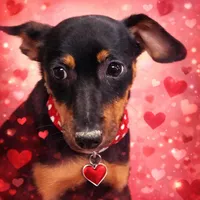 Tux, a male Rat Terrier for sale in Glidden, IA – Photo 1 of 2