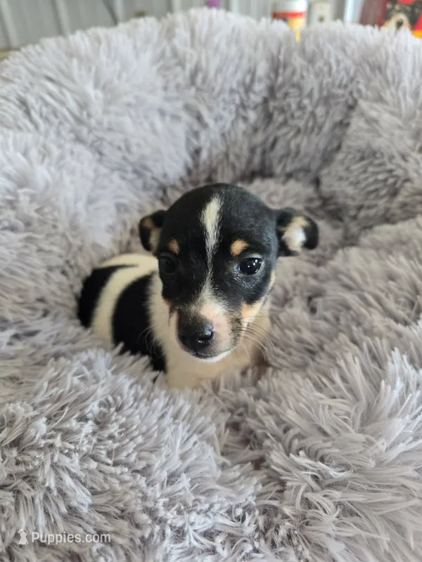Lola – Rat Terrier puppy for sale in Glidden, IA