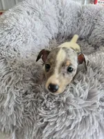 Lulu, a female Rat Terrier for sale in Glidden, IA – 1 of 1