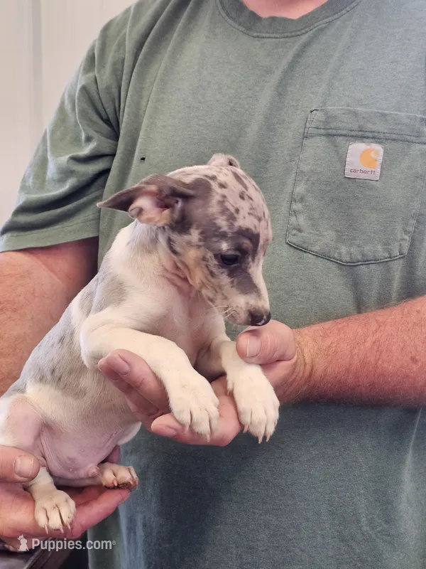 Coop – Rat Terrier puppy for sale in Glidden, IA