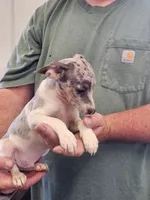 Coop, a male Rat Terrier for sale in Glidden, IA – 1 of 2