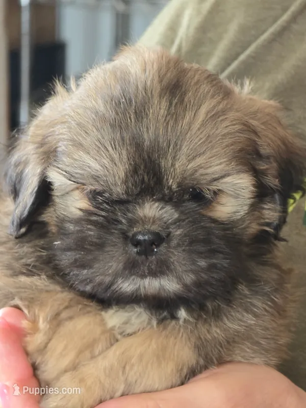 Cal – Shih Tzu puppy for sale in Glidden, IA
