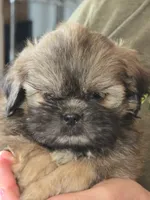 Cal, a male Shih Tzu for sale in Glidden, IA – 1 of 1