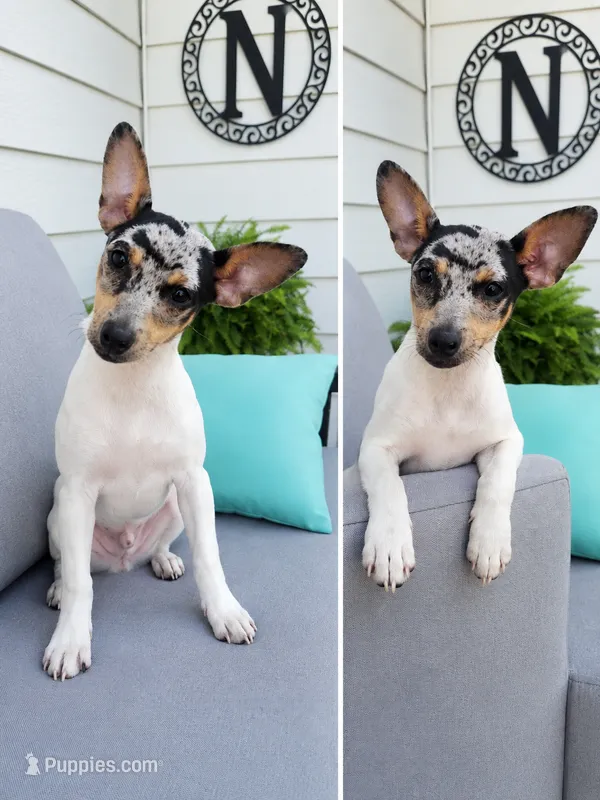 Clay – Rat Terrier puppy for sale in Glidden, IA