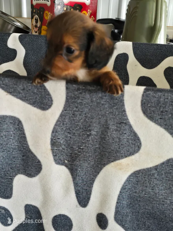 Koe – Dachshund puppy for sale in Glidden, IA