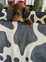 Koe, a male Dachshund for sale in Glidden, IA – 1 of 1