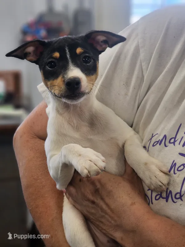 Cleo – Rat Terrier puppy for sale in Glidden, IA