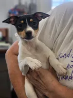 Cleo, a female Rat Terrier for sale in Glidden, IA – 1 of 2