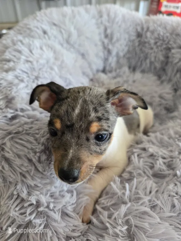 Lila – Rat Terrier puppy for sale in Glidden, IA