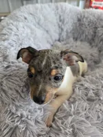 Lila, a female Rat Terrier for sale in Glidden, IA – 1 of 1