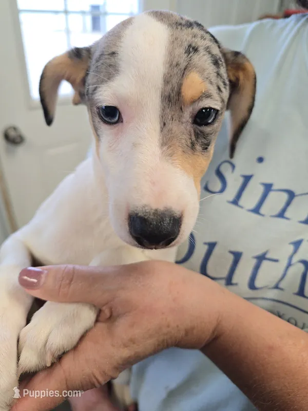Lucky – Rat Terrier puppy for sale in Glidden, IA