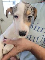 Lucky, a male Rat Terrier for sale in Glidden, IA – 1 of 1