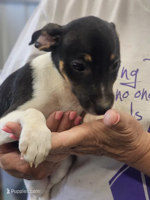 Cora – Rat Terrier puppy for sale in Glidden, IA
